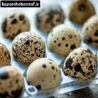 تخم بلدرچین