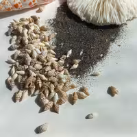 صدف گندمی ریز کد 2