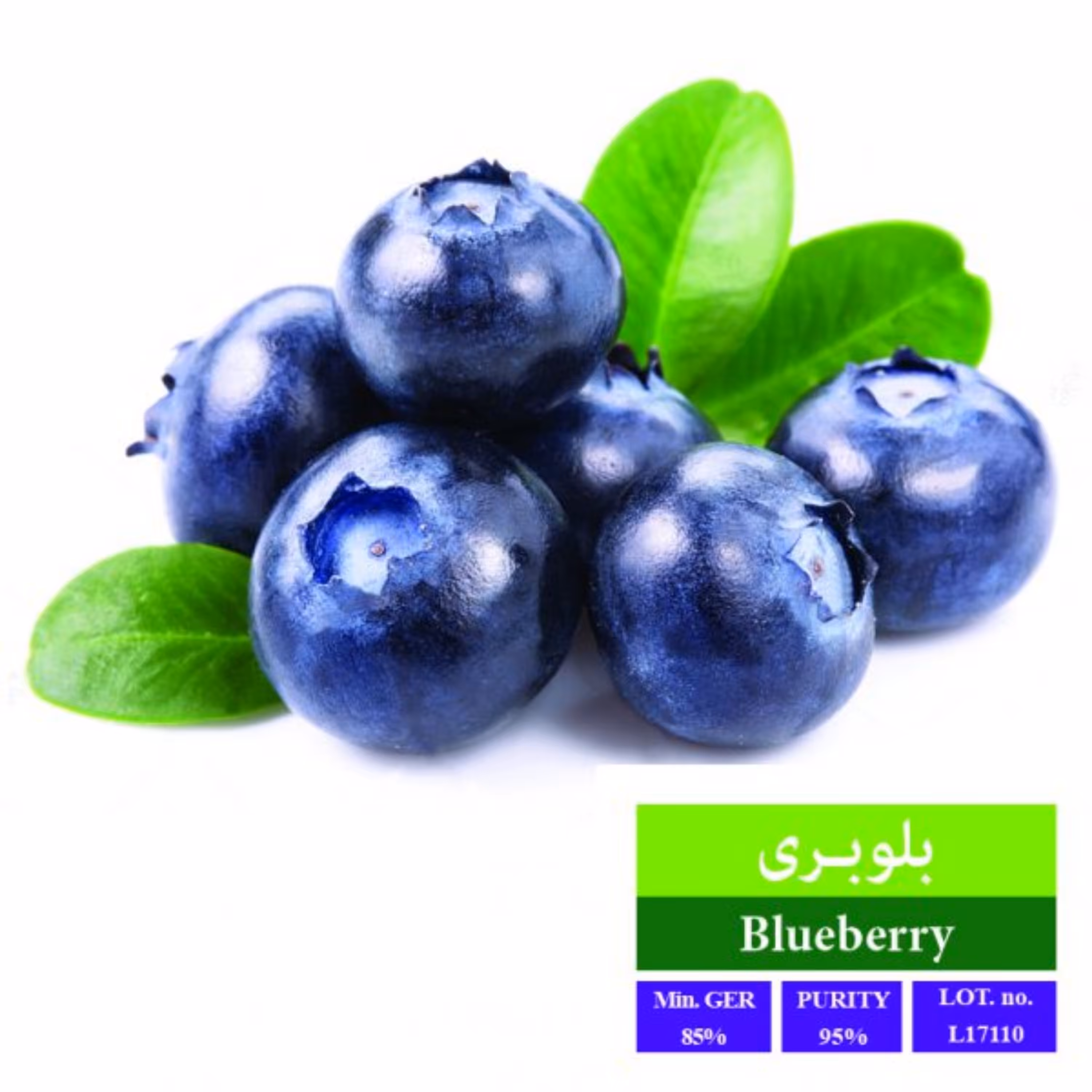 بذر بلوبری بذر طلایی رویان 