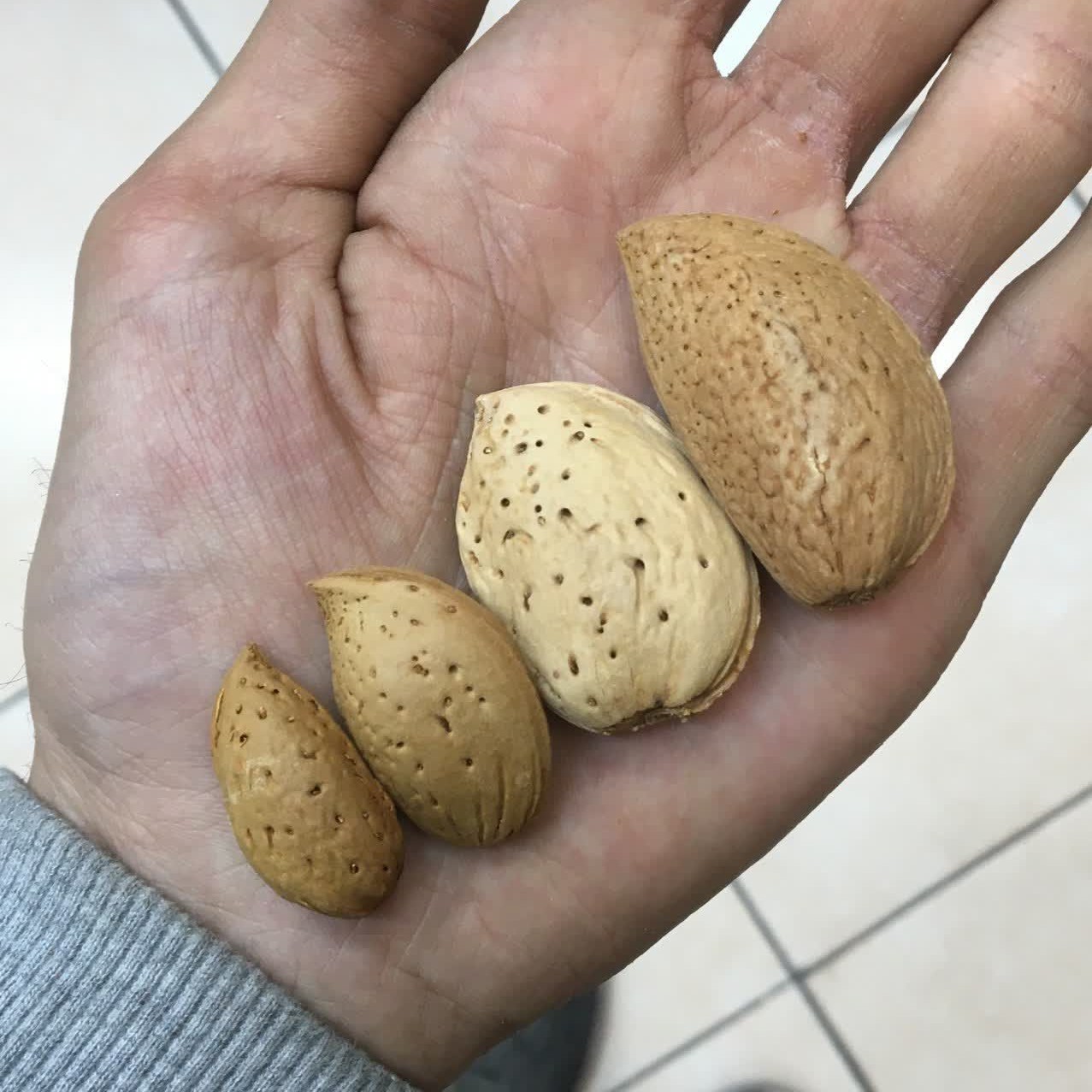 بادام سنگی