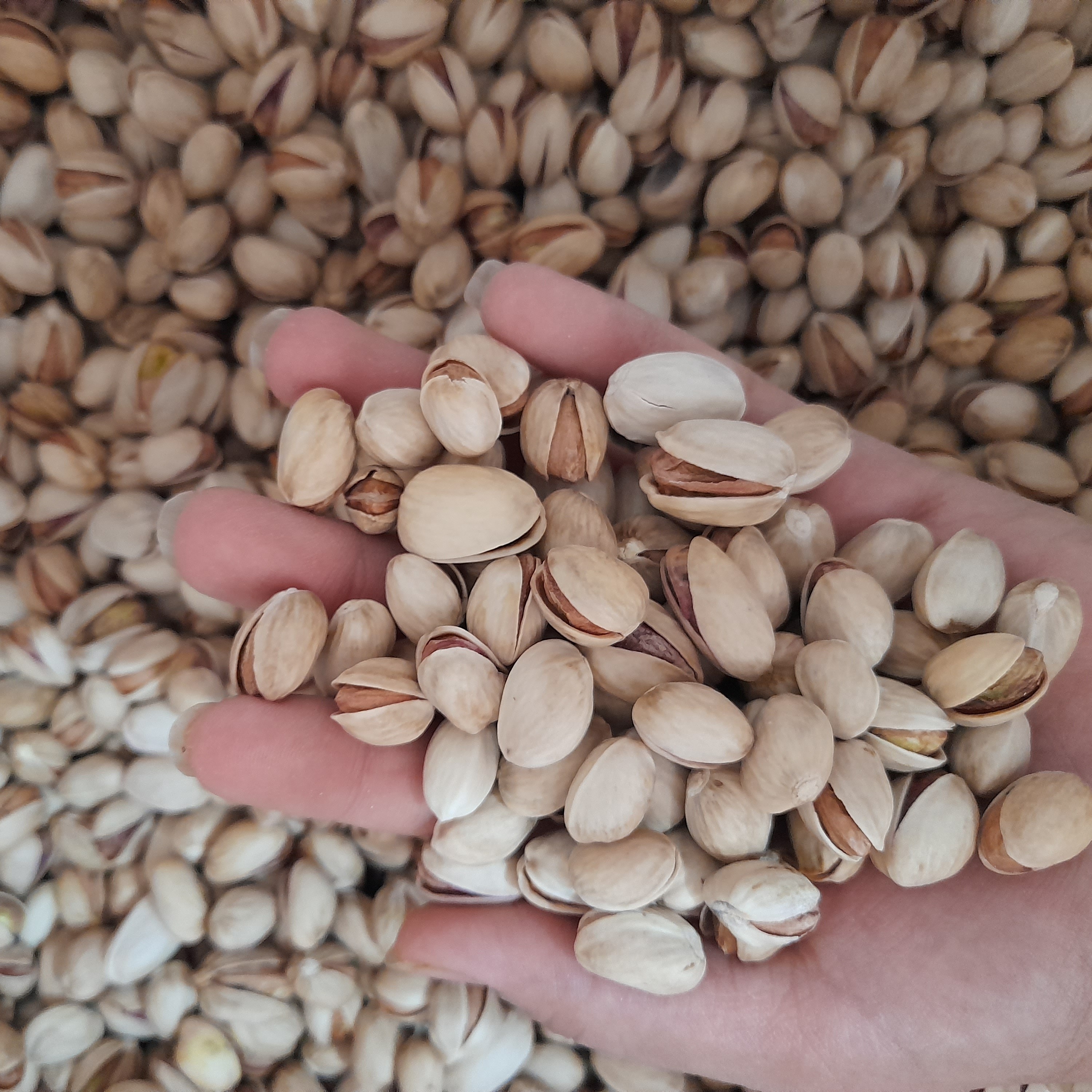 پسته فندقی کاملا بهداشتی و سالم و بدون دخالت دست فر اوری شده و ارگانیک (نیم کیلوگرم )