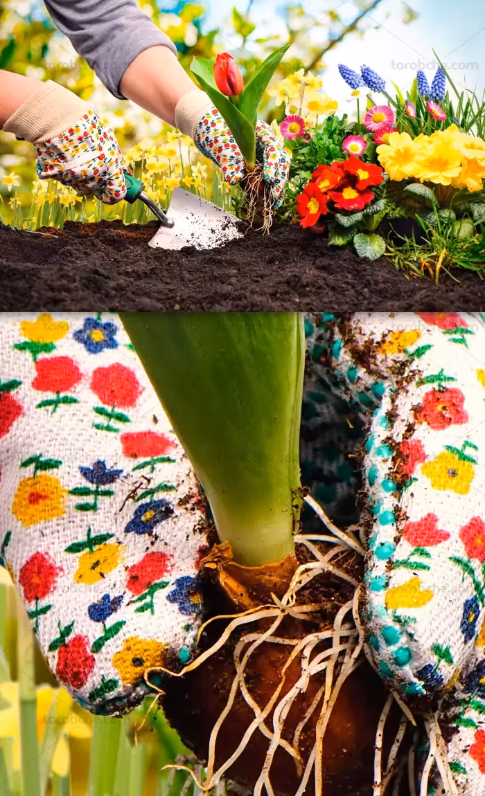 عکس با کیفیت کاشت گل لاله در خاک - گرافیک با طعم تربچه