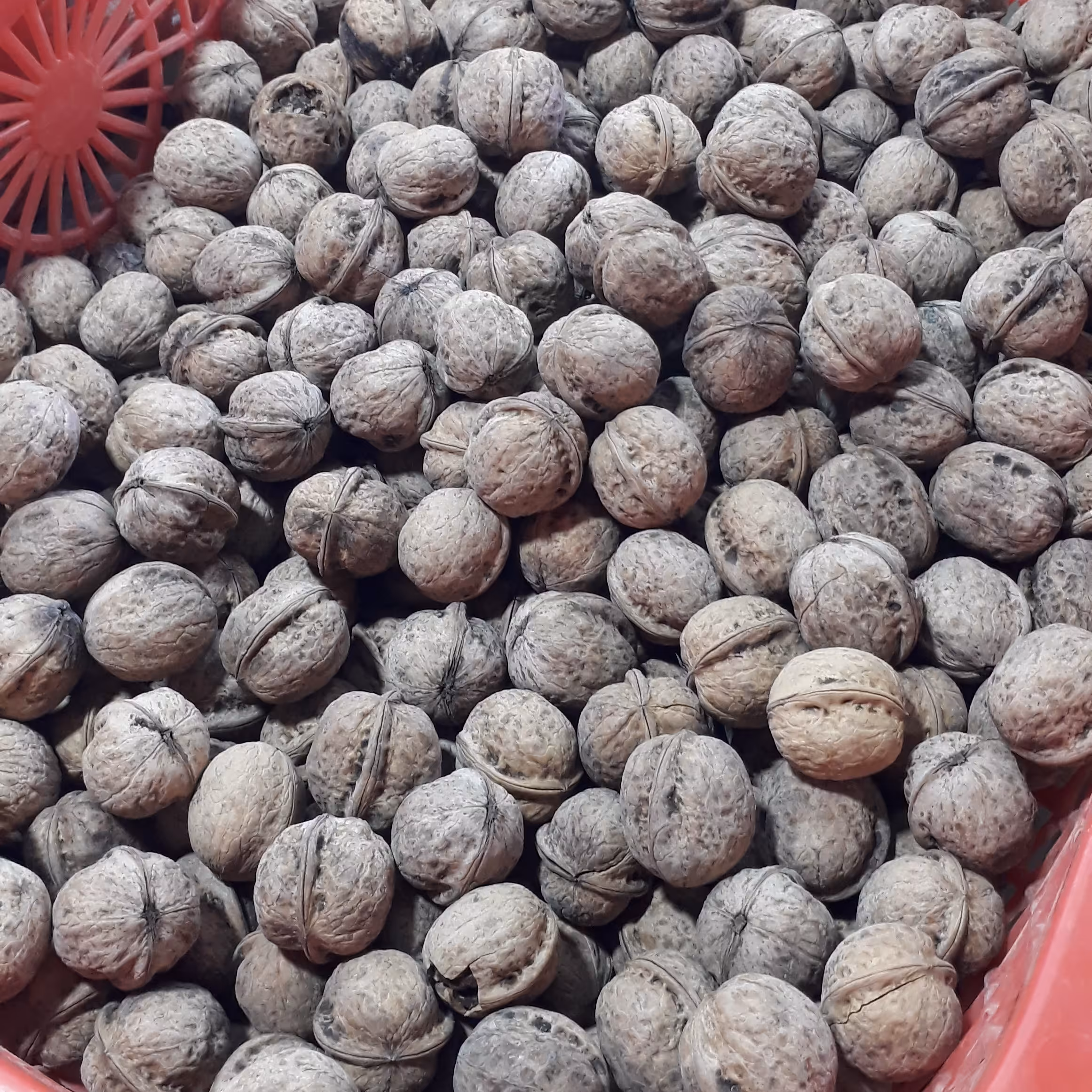 گردو سفیدخشک تازه محصول شهرستان مراغه.تک درختی دریک رقم برداشت امسال