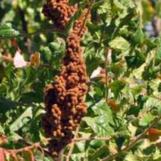 پودر سماق خالص بدون دانه (بدون هسته)