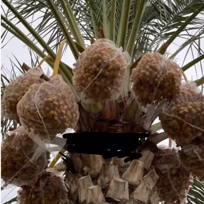 پنگ پوش خرما کیسه محافظ خرما بسته 50عددی (پس کرایه)