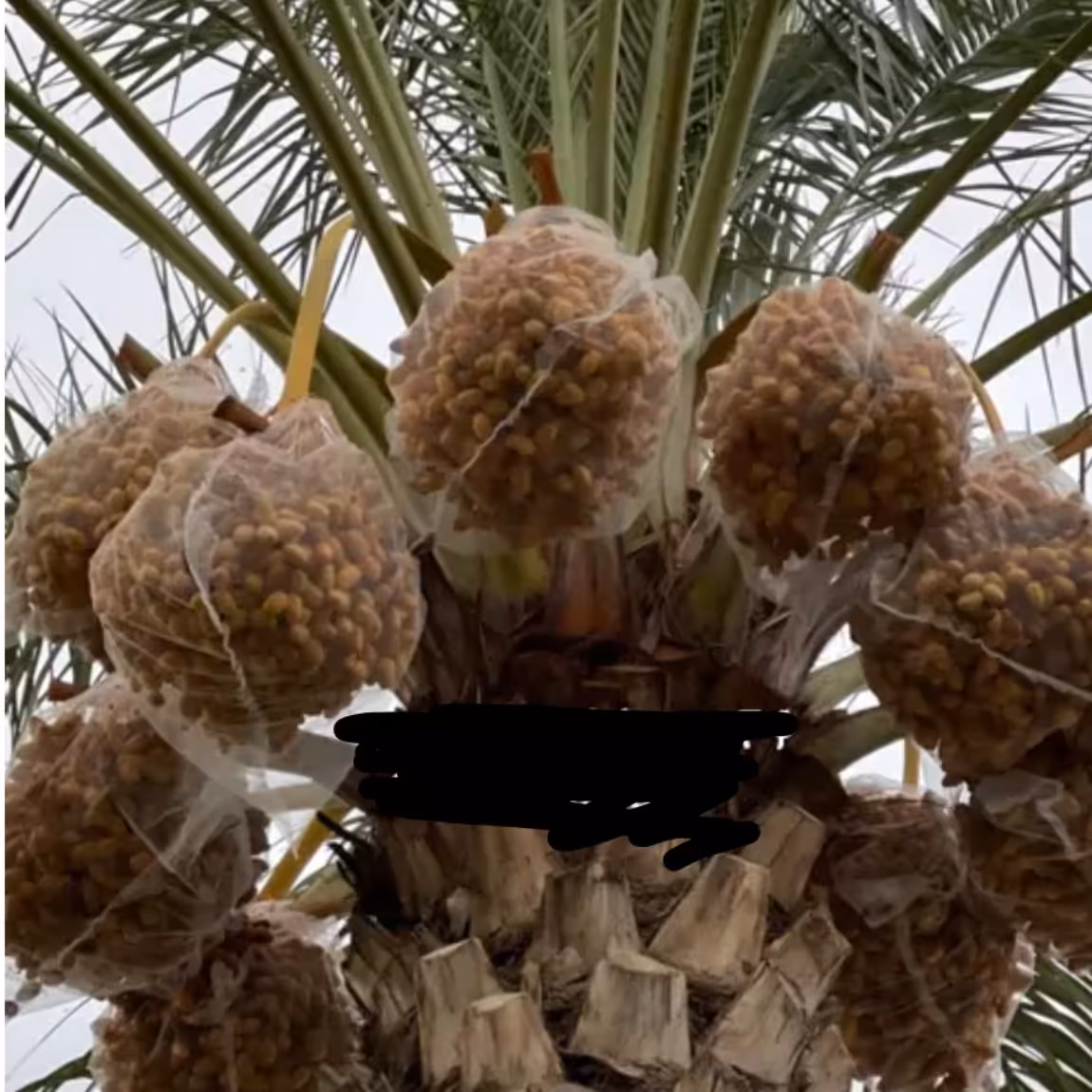 پنگ پوش خرما کیسه محافظ خرما بسته 50عددی (پس کرایه)