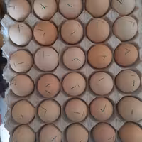 تخم مرغ محلی یک کارتن 6 شانه با وزن 12 کیلوگرم به بالا مجموع 180 عدد