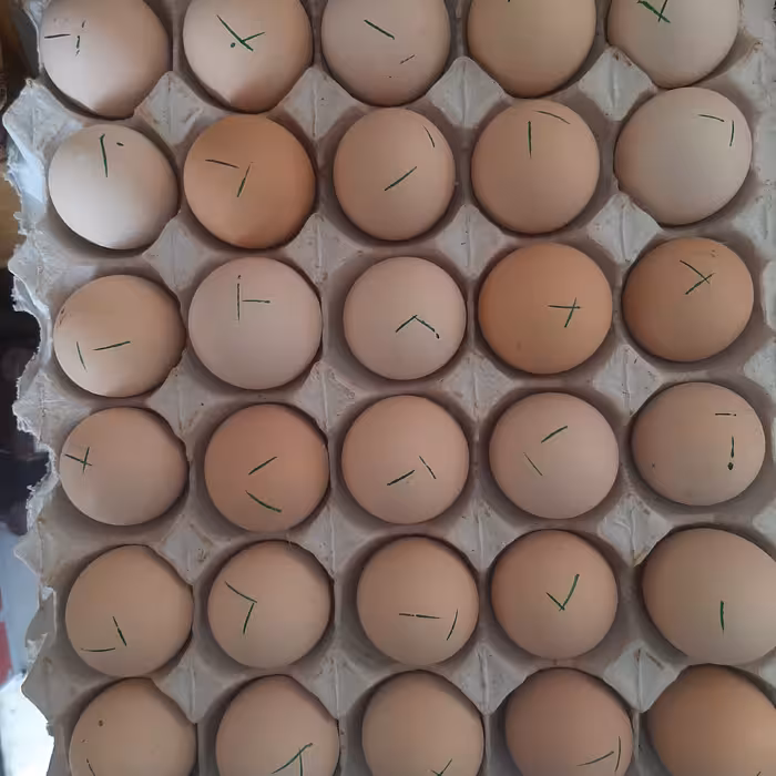 تخم مرغ محلی یک کارتن 6 شانه با وزن 12 کیلوگرم به بالا مجموع 180 عدد