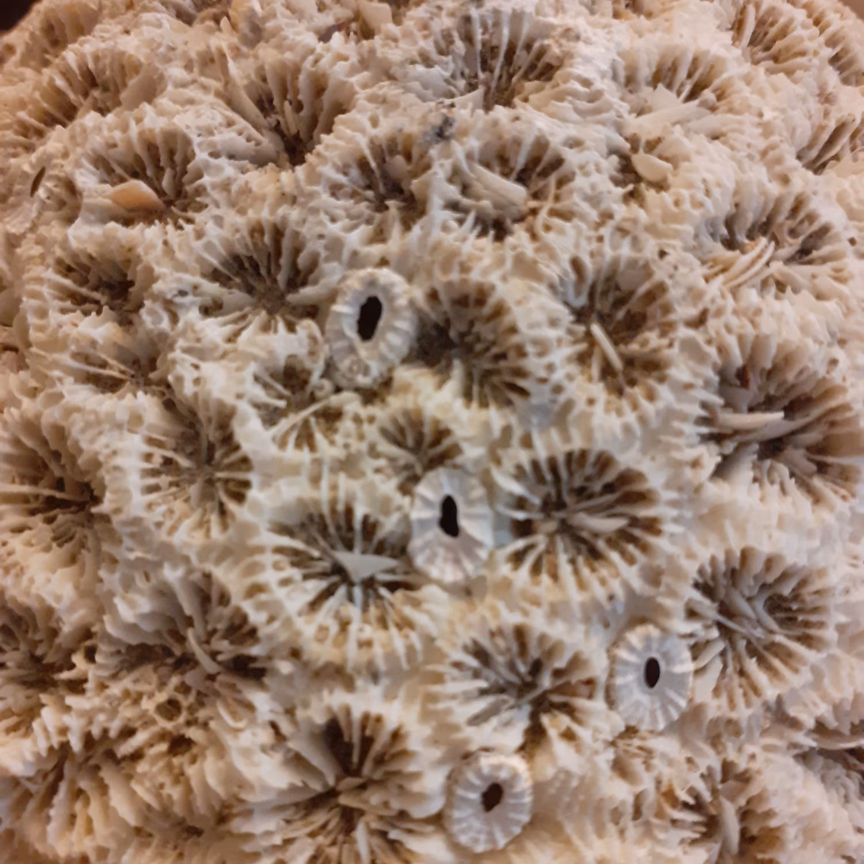 مرجان سنگی کلکسیونی 