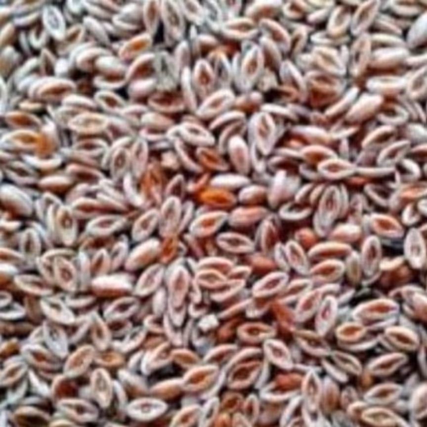 گیاه اسفرزه