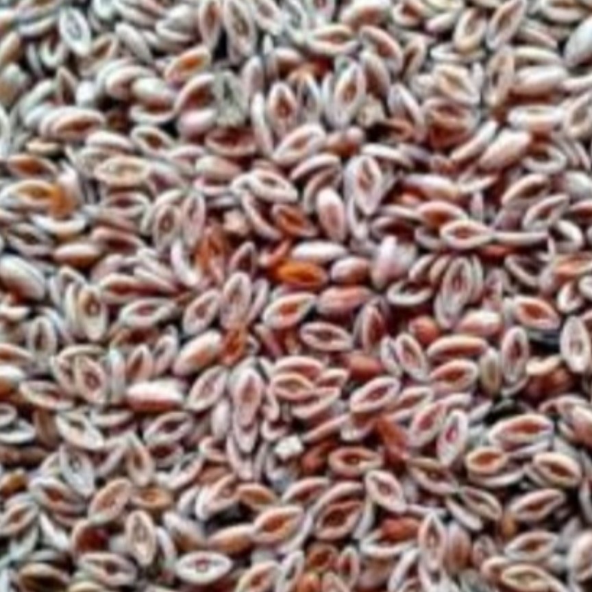 گیاه اسفرزه