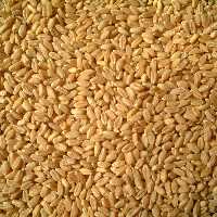 دانه گندم دیمی کردستان کیفیت بالا  نیم کیلویی قیمت مناسب 