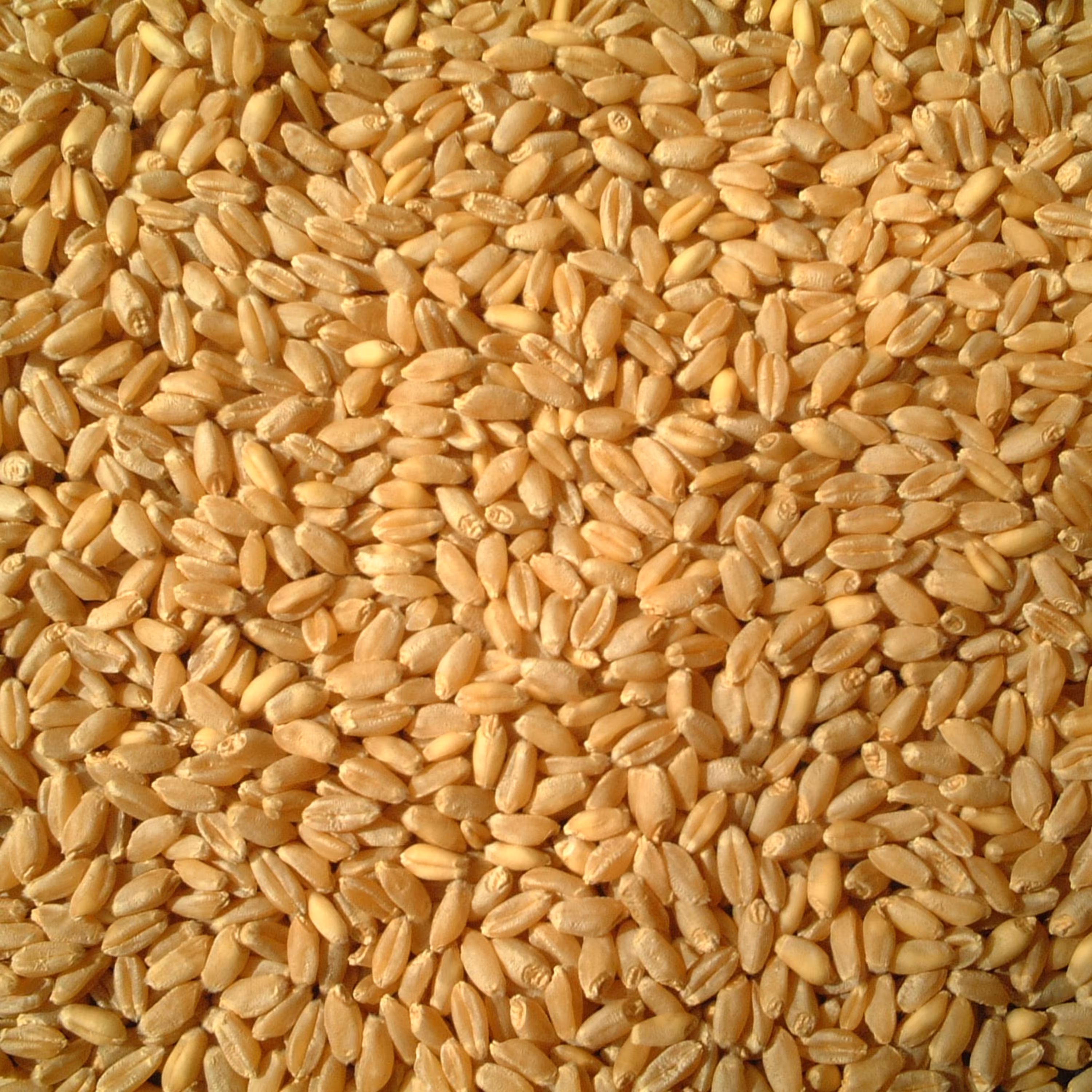 دانه گندم دیمی کردستان کیفیت بالا  نیم کیلویی قیمت مناسب 