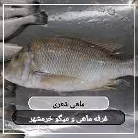 ماهی شعری سایز متوسط تازه و صید روز (پک یک کیلویی)بسیار خوشمزه و لذیذ مناسب برای کباب کردن و سرخ کردن