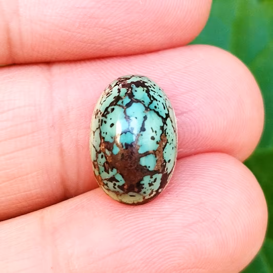 فیروزه نیشابوری عنکبوتی تمام مغز