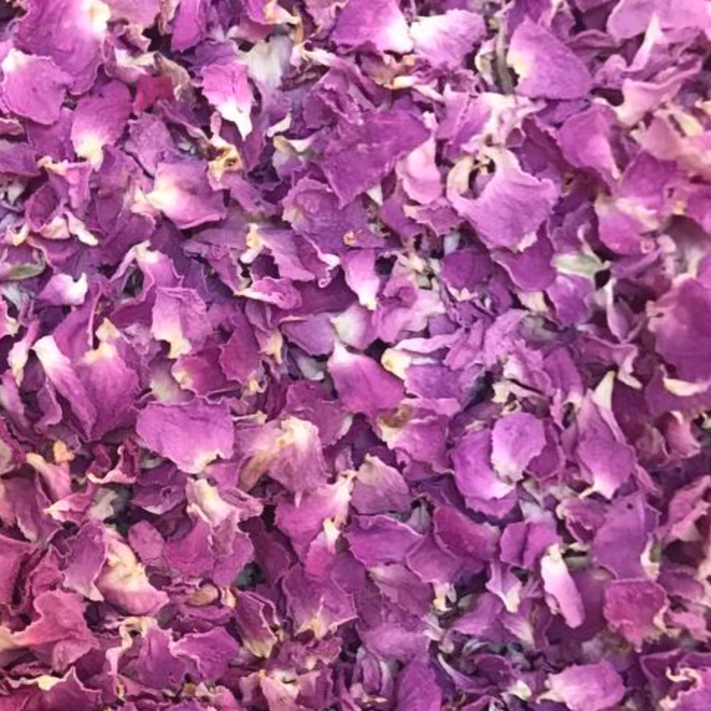 گلبرگ گل محمدی (500 گرمی) محصول اردیبهشت 1402