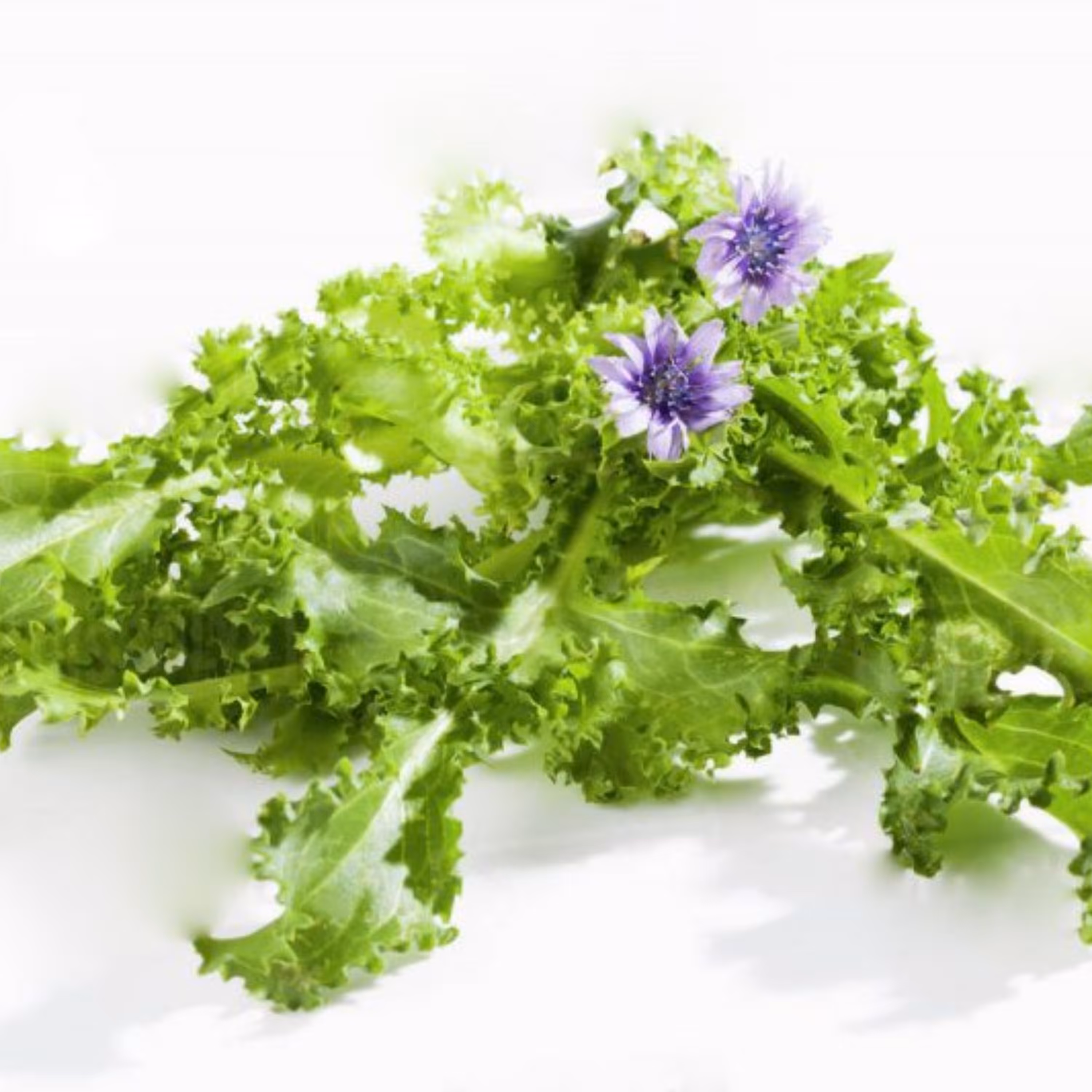 بذر آندیو سالادی میکس 5 نوع بذر بسته 100 تایی