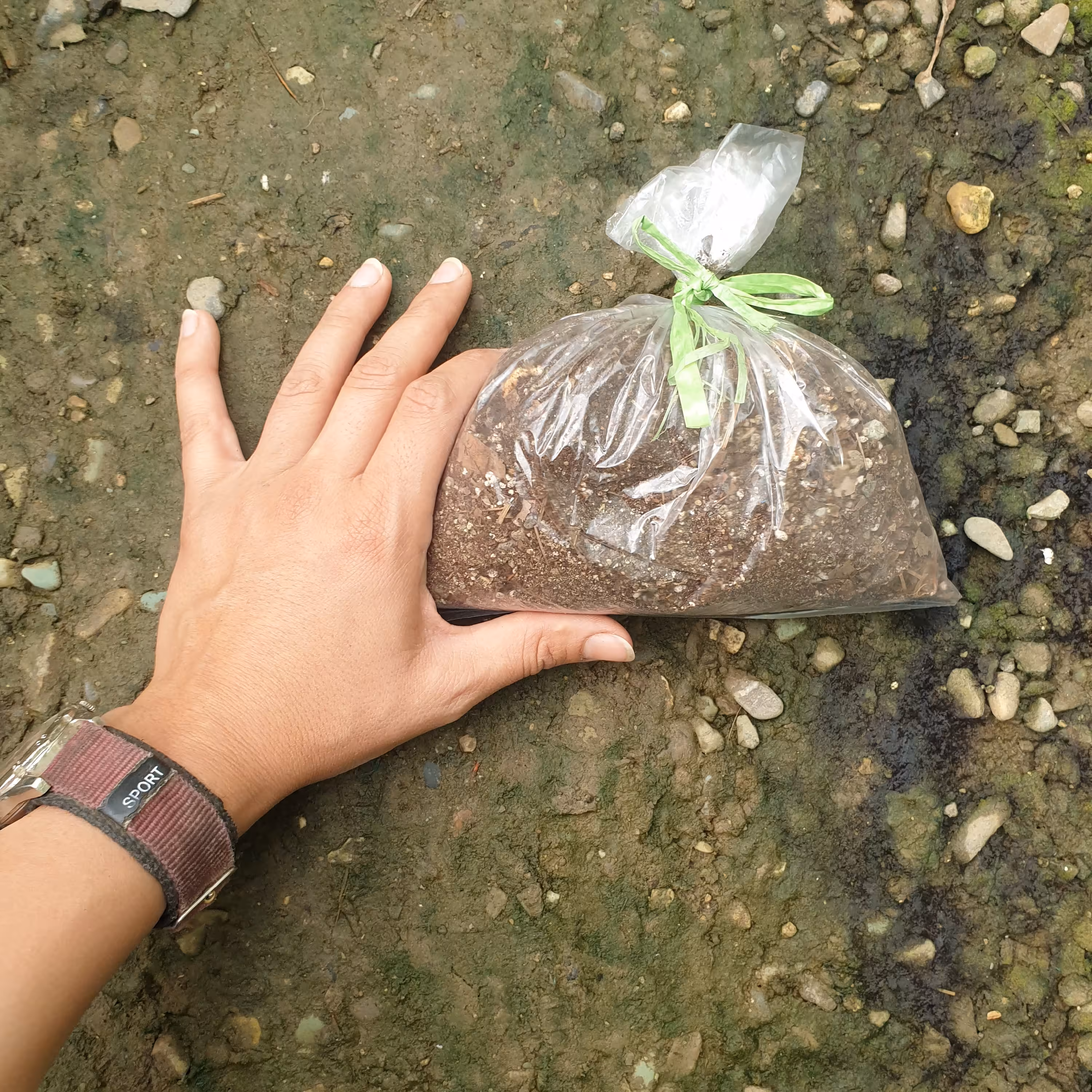 خاک مخصوص زاموفیلیا (یک لیتر ) (با حداقل 250 تومن خرید از غرفمون  ارسالمون ب نفع هردومون میشه)(هزینه پسکرایه)