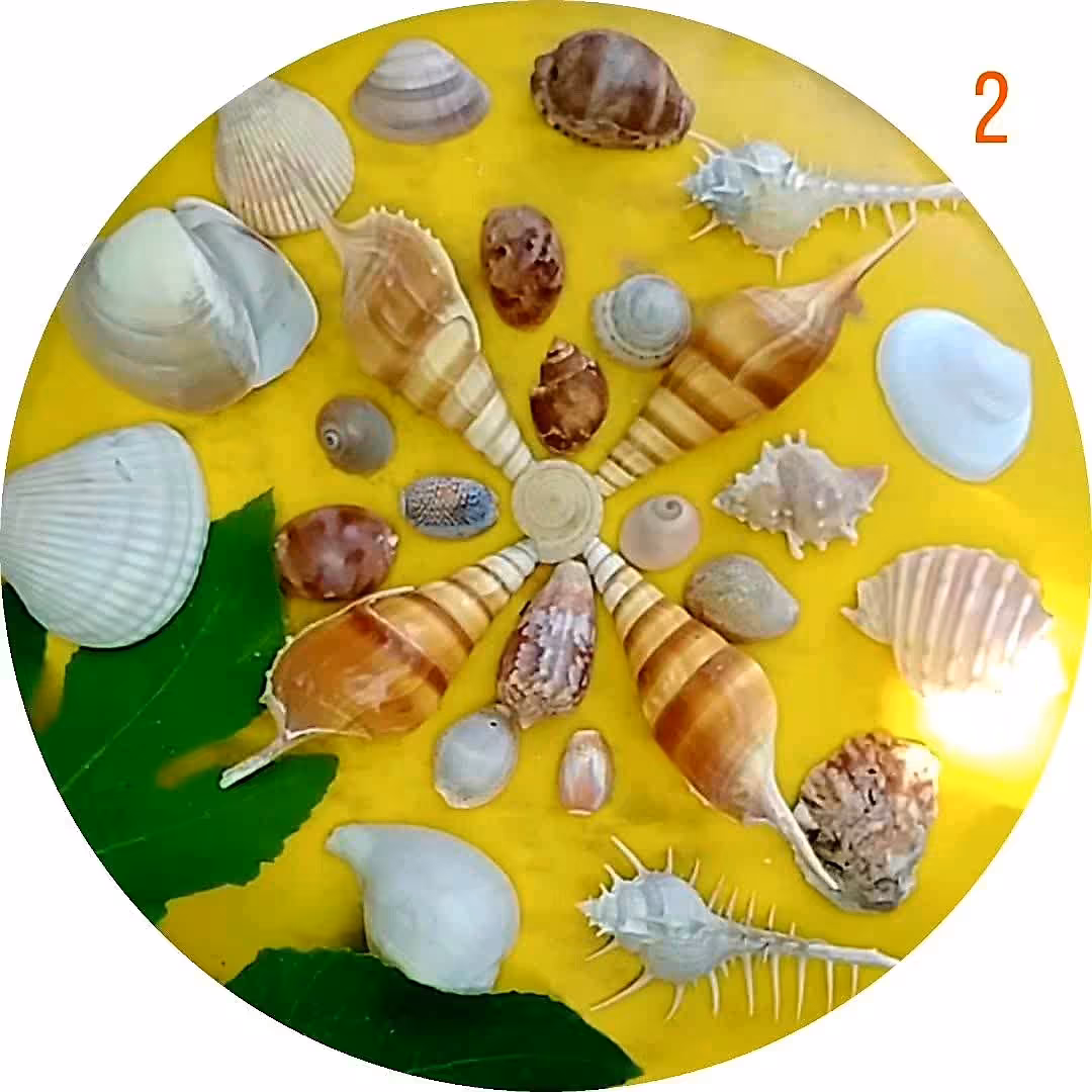 صدف سواحل مکران پک شماره 3 مجموعه 29 عدد  کد 003