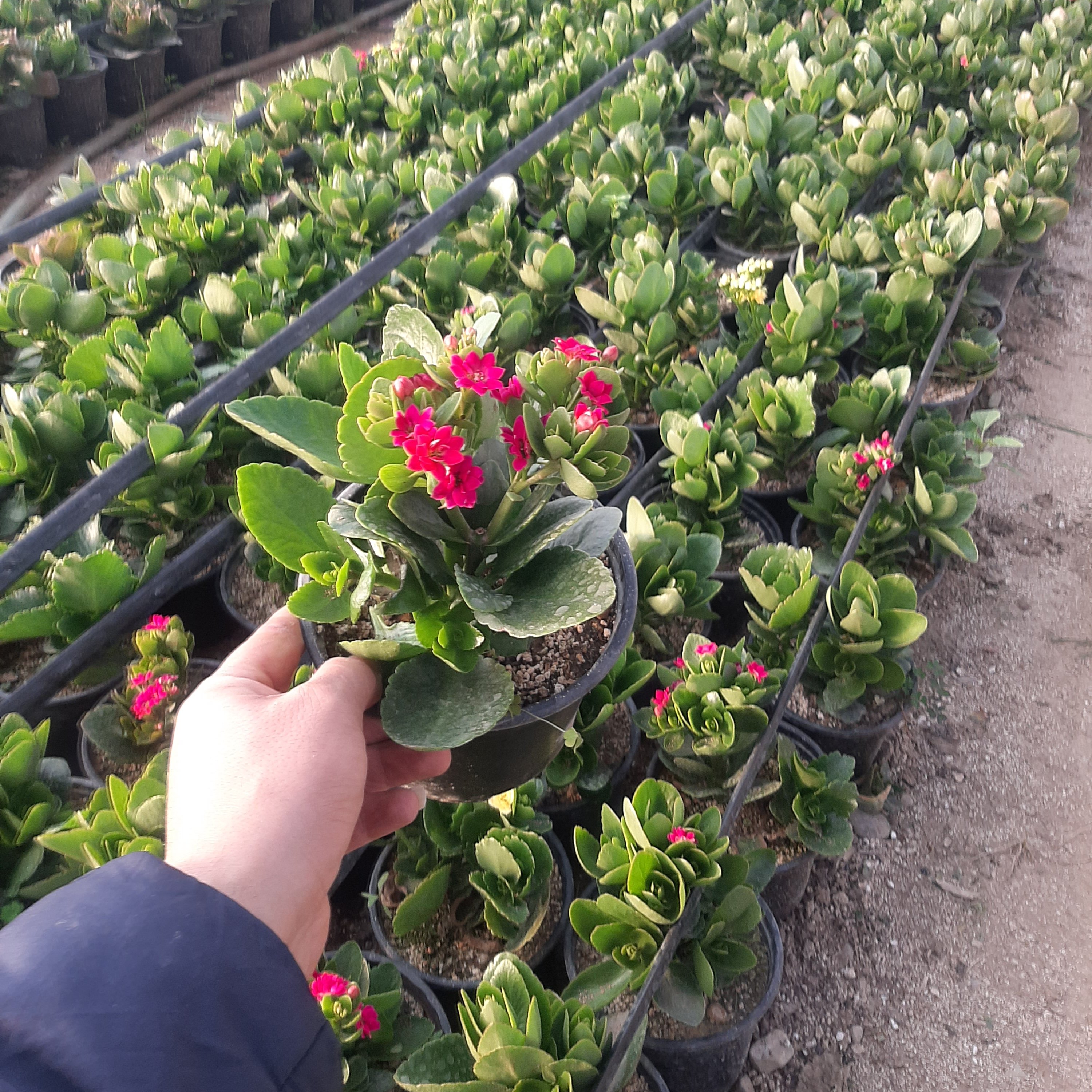 گل کالانکوا