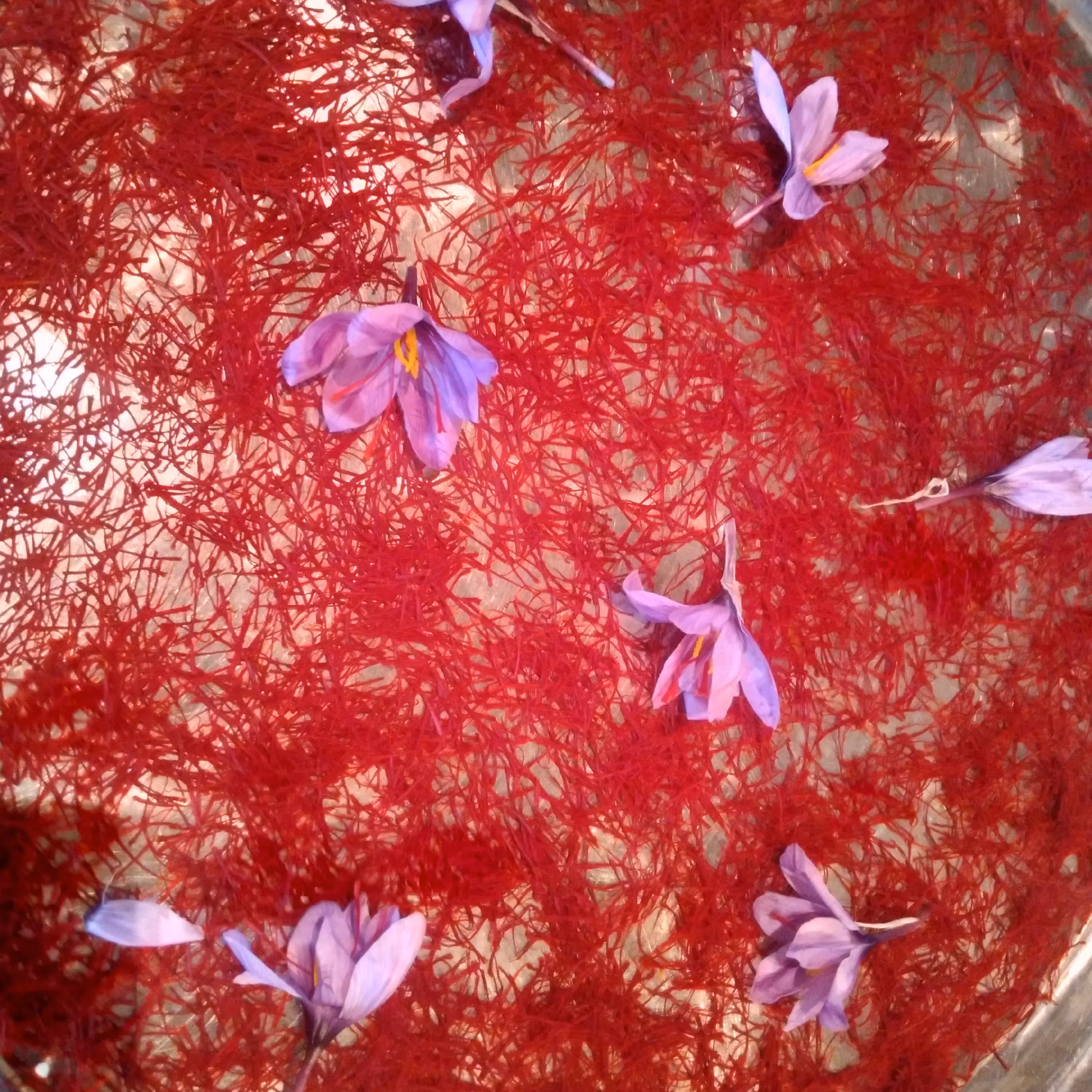 زعفران ناب الشتر