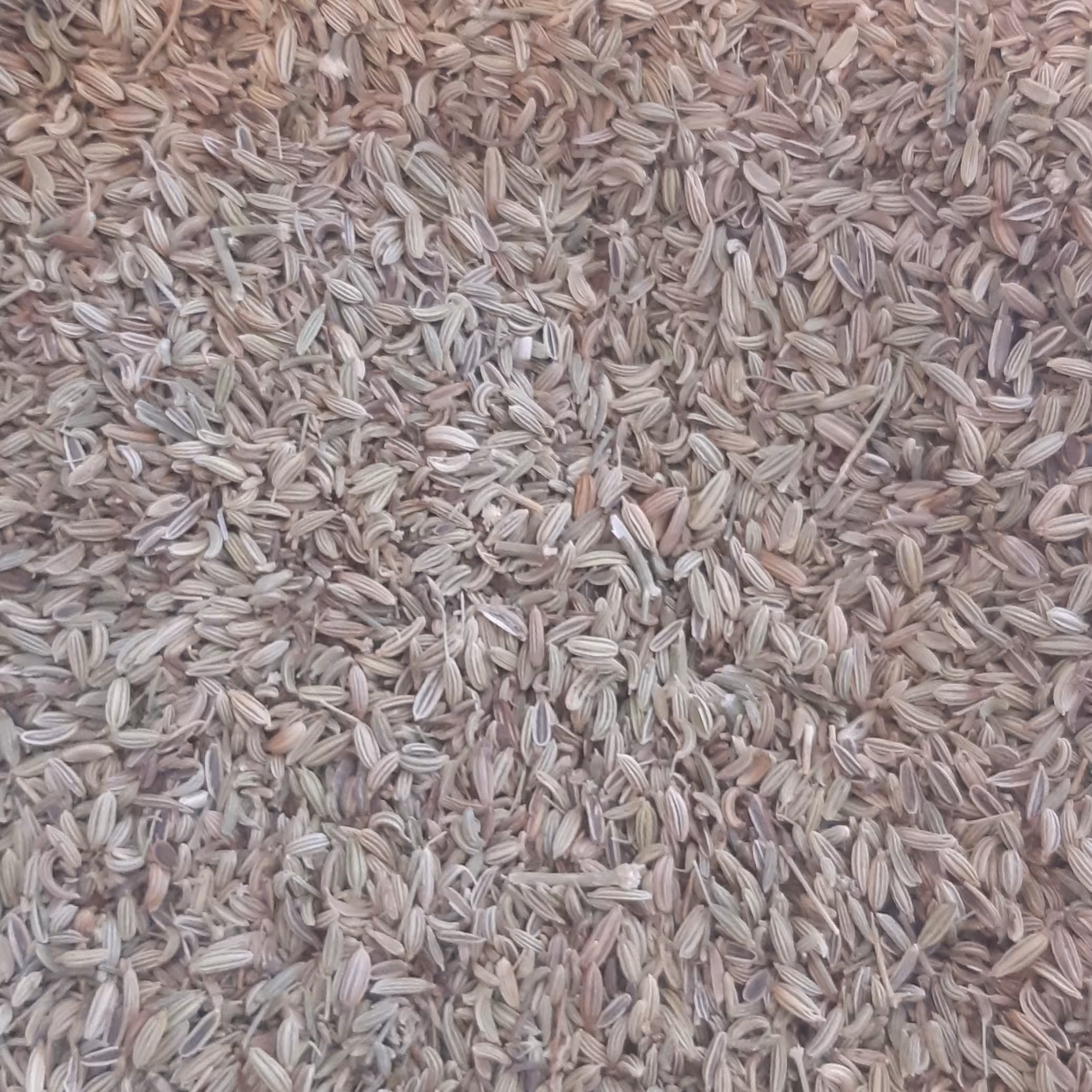 تخم رازیانه