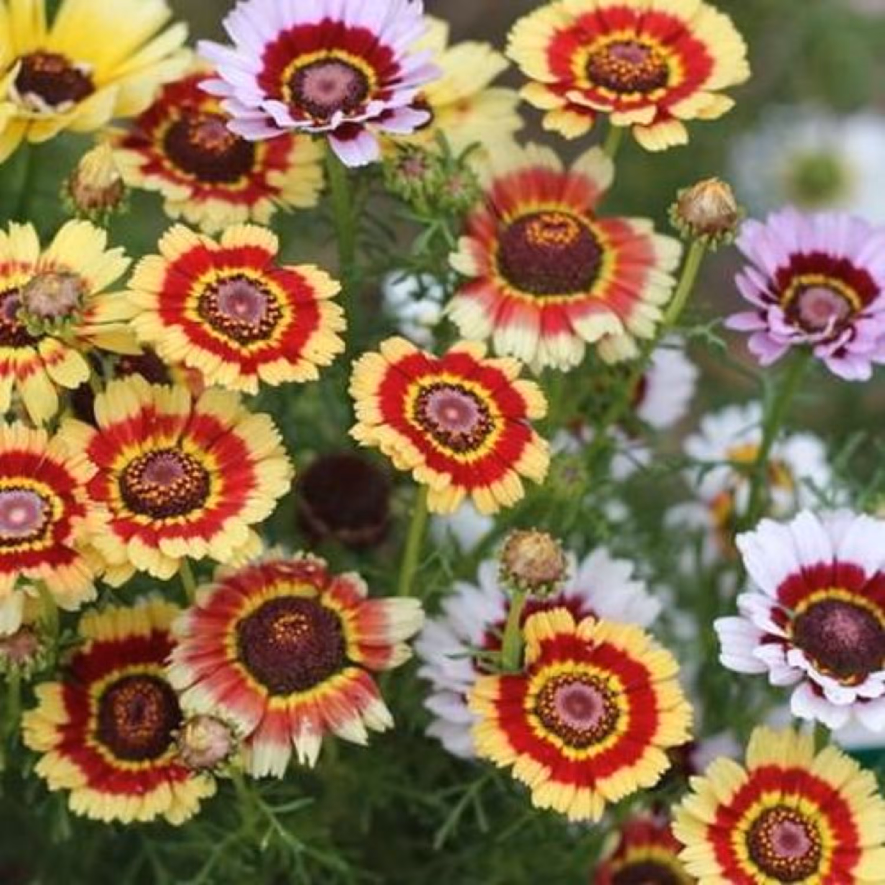 بذر داوودی گل درشت سه رنگ 50 عددی 