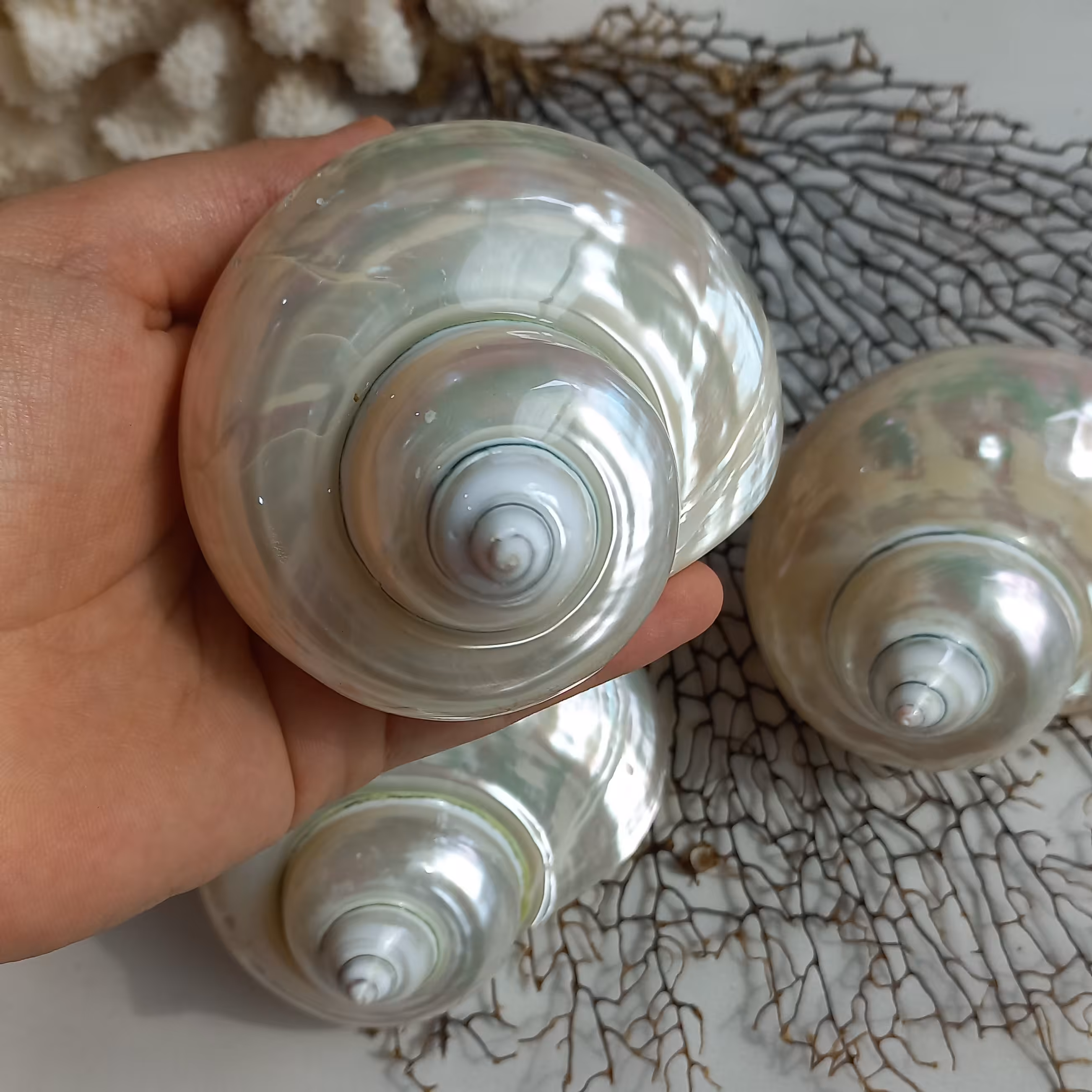 صدف توربو  براق کلوسیونی