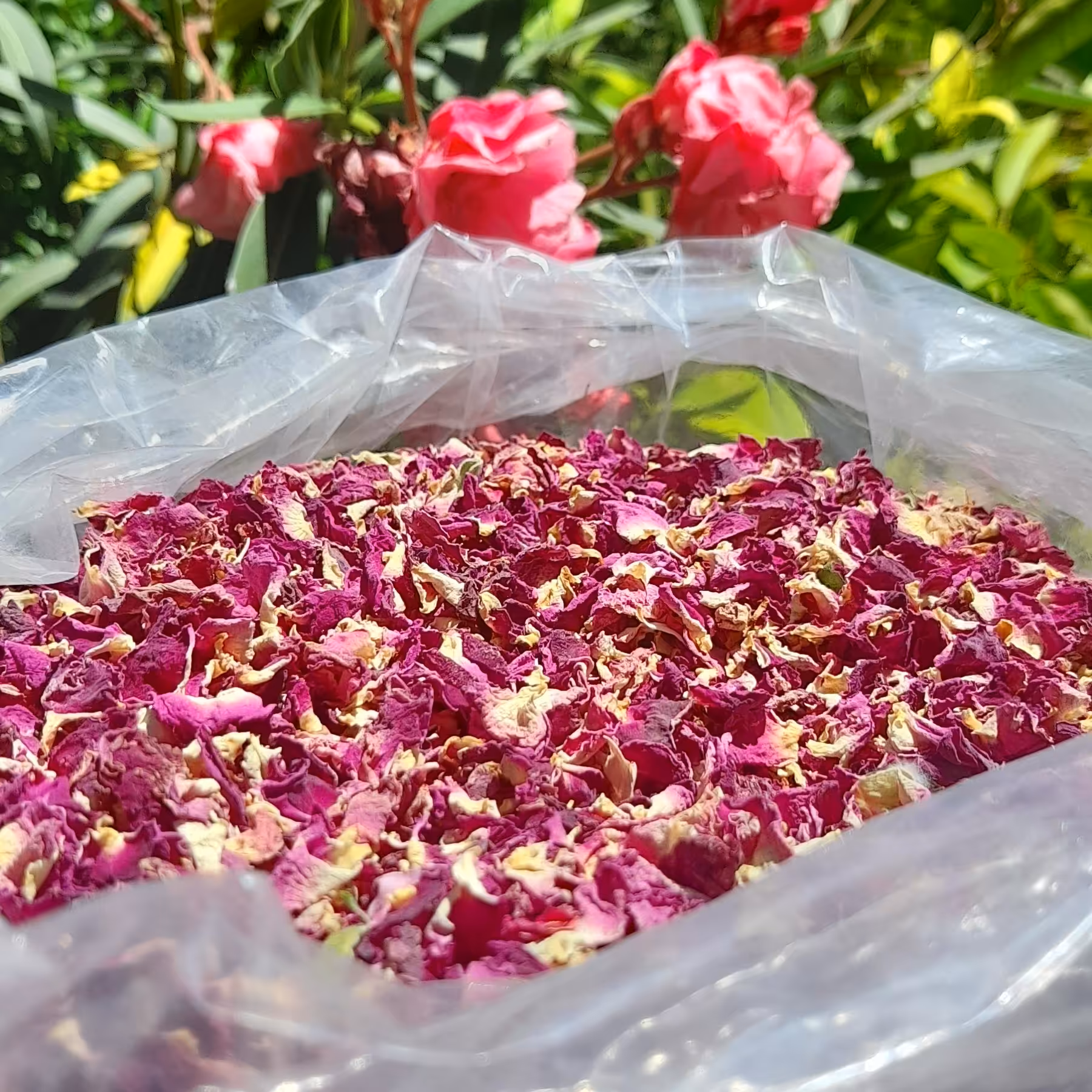 گل محمدی خشک خوش عطر  1 کیلویی