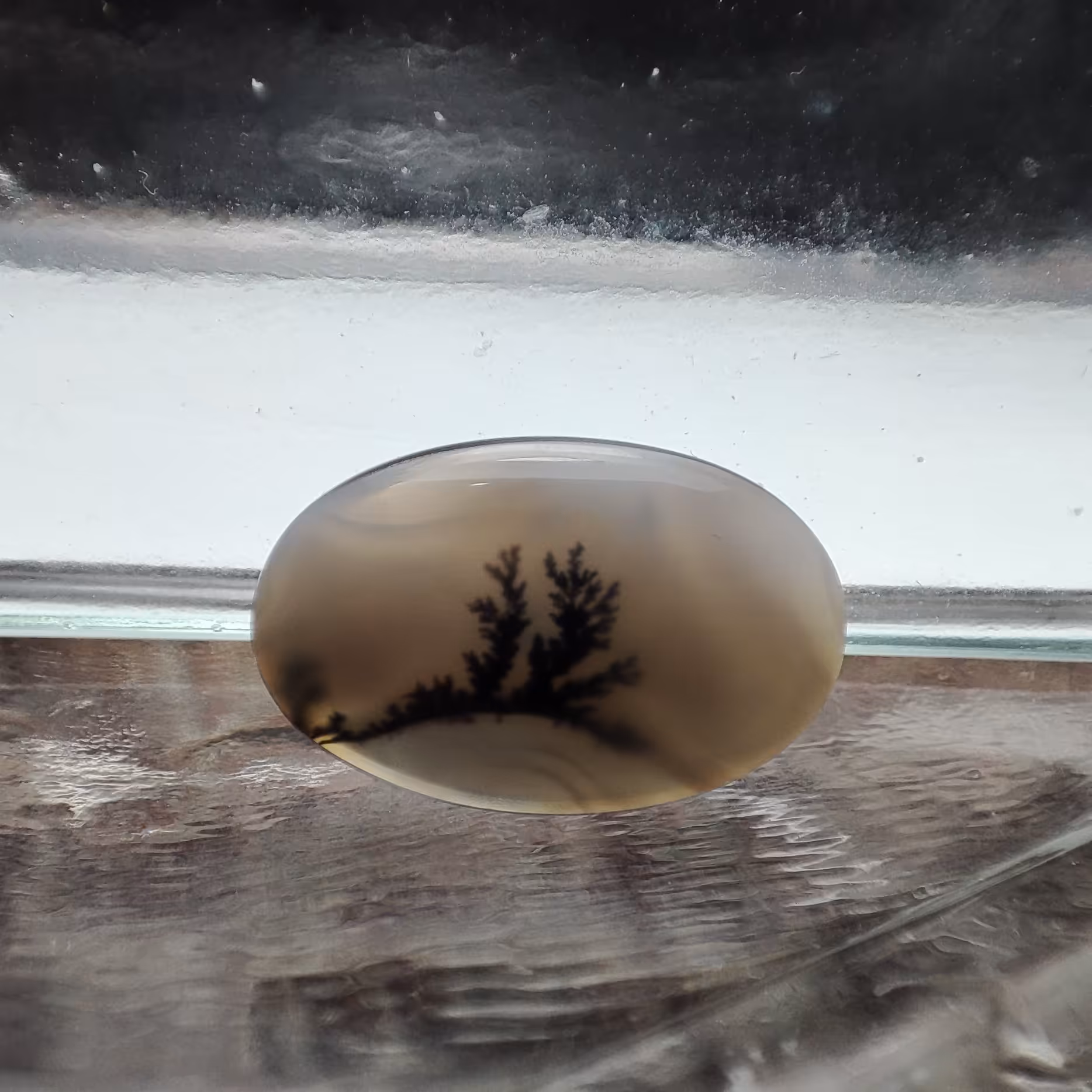 شجر قائن کلکسیونی طبیعی و معدنی کد 541