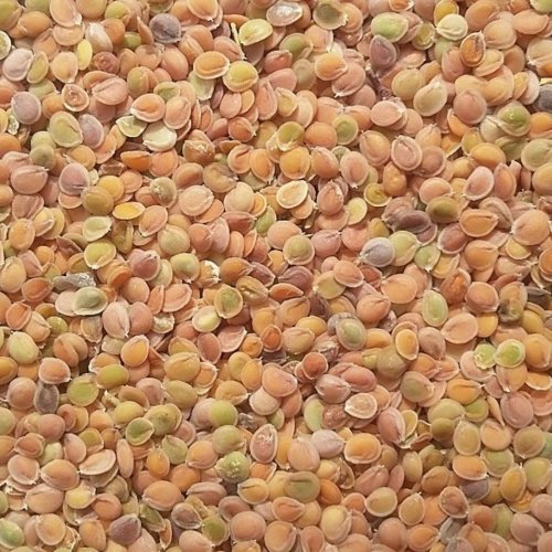 قدامه شیرازی100 گرمی