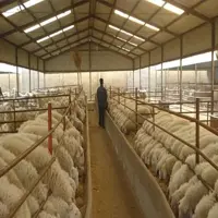 طرح توجیهی پرواربندی بره - Tarhtojihi.org