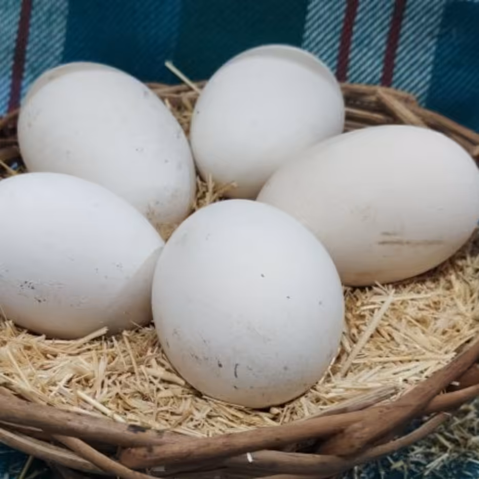 تخم غاز رسمی محلی بارفروش