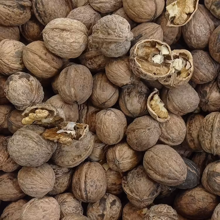 گردو پوست کاغذی