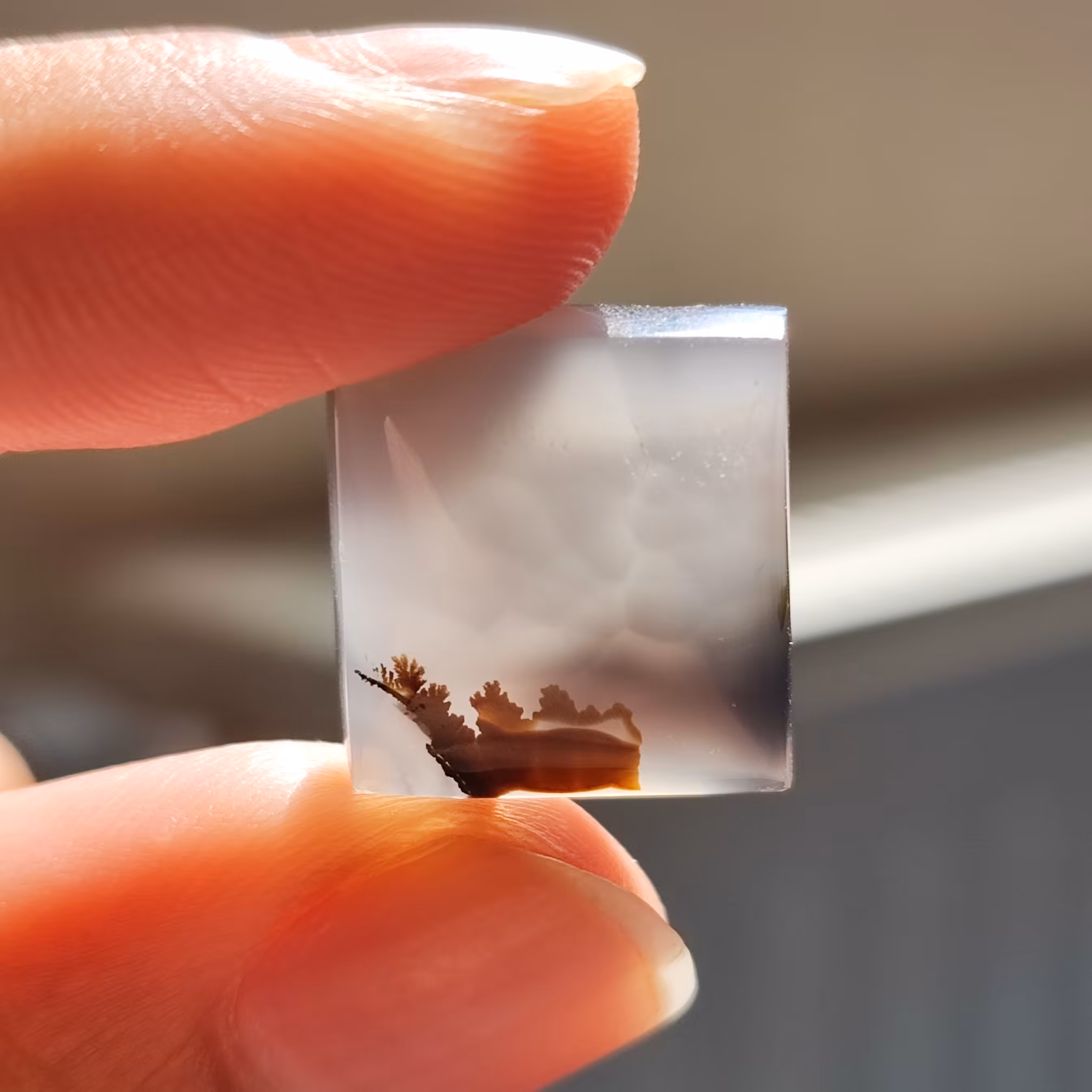 شجر قاین با منظره مینیمال و ریز 