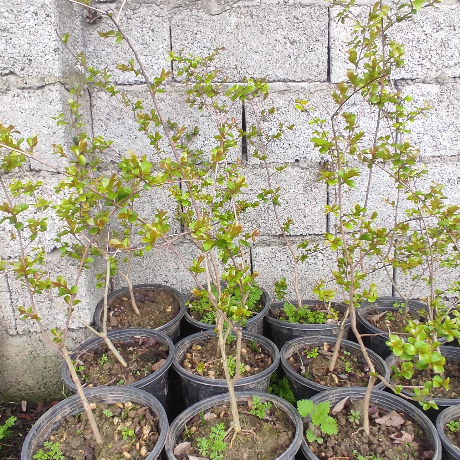 گل توری سایز 70 سانتی سه ساله مطابق عکس