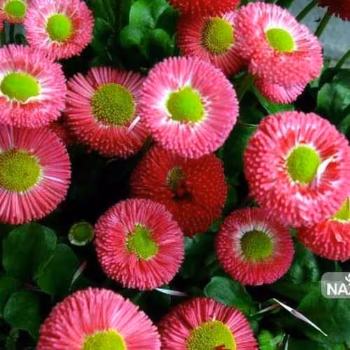 بذر  مینا چمنی صورتی