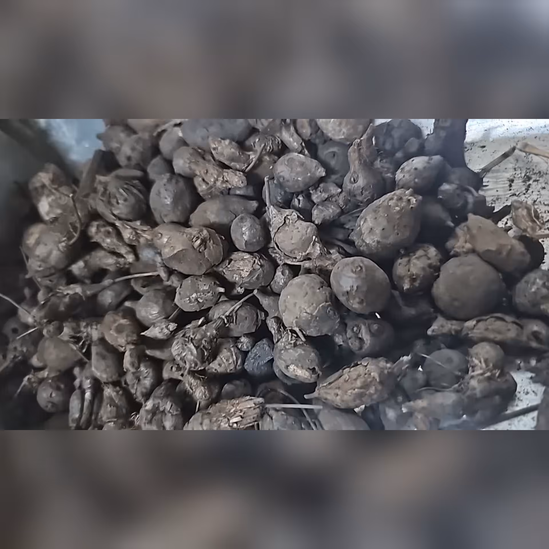 سعد کوفی 50 گرم 