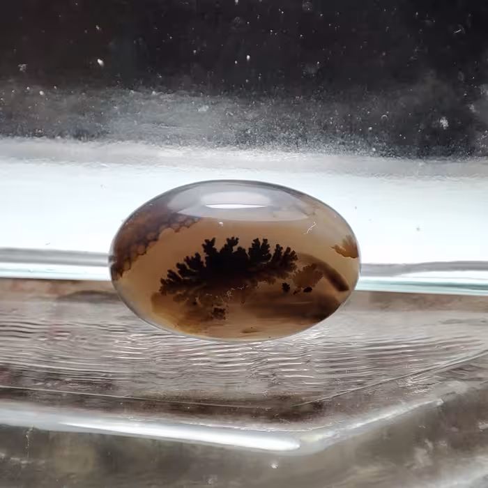 شجر قائن طبیعی و معدنی کد 525