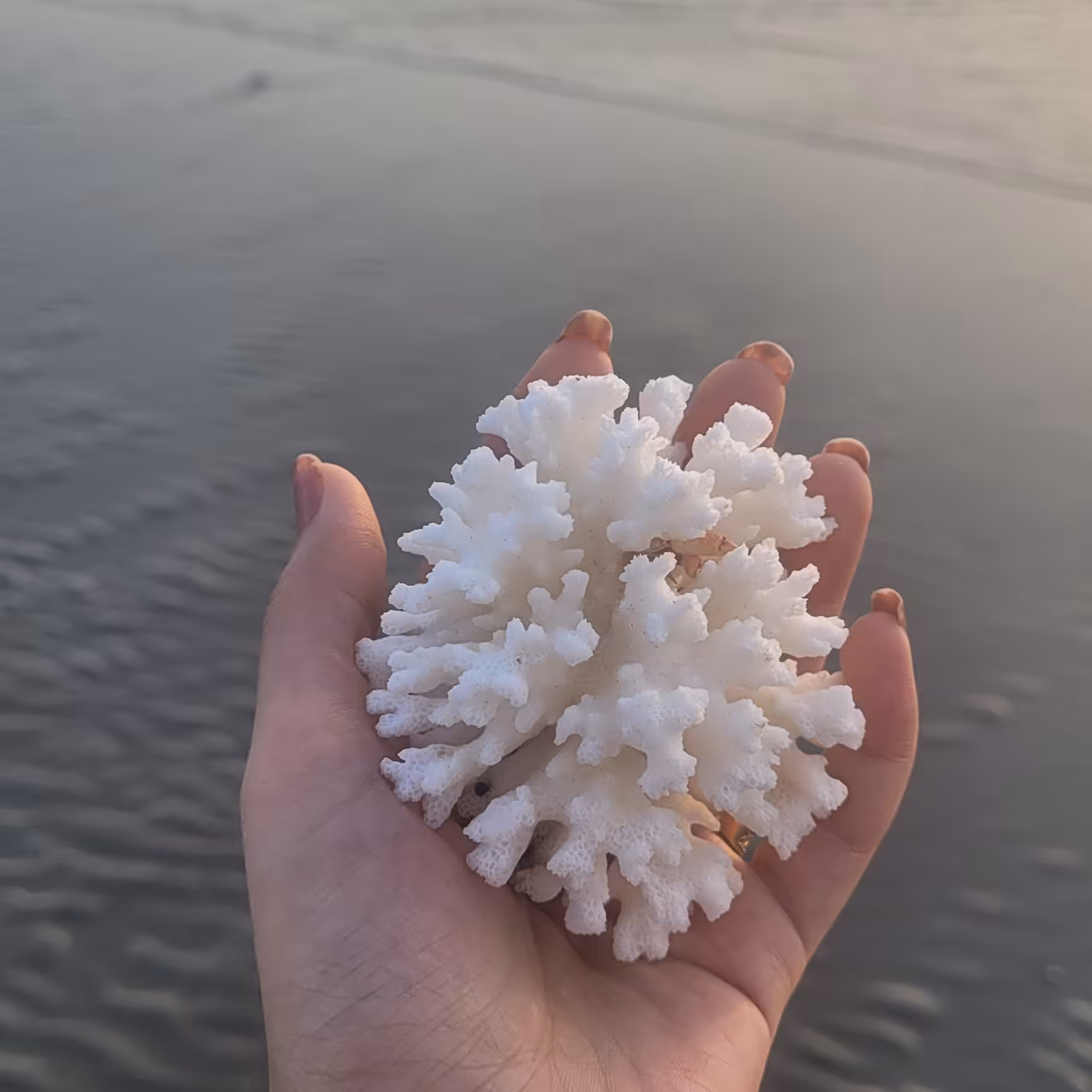 مرجان دریایی