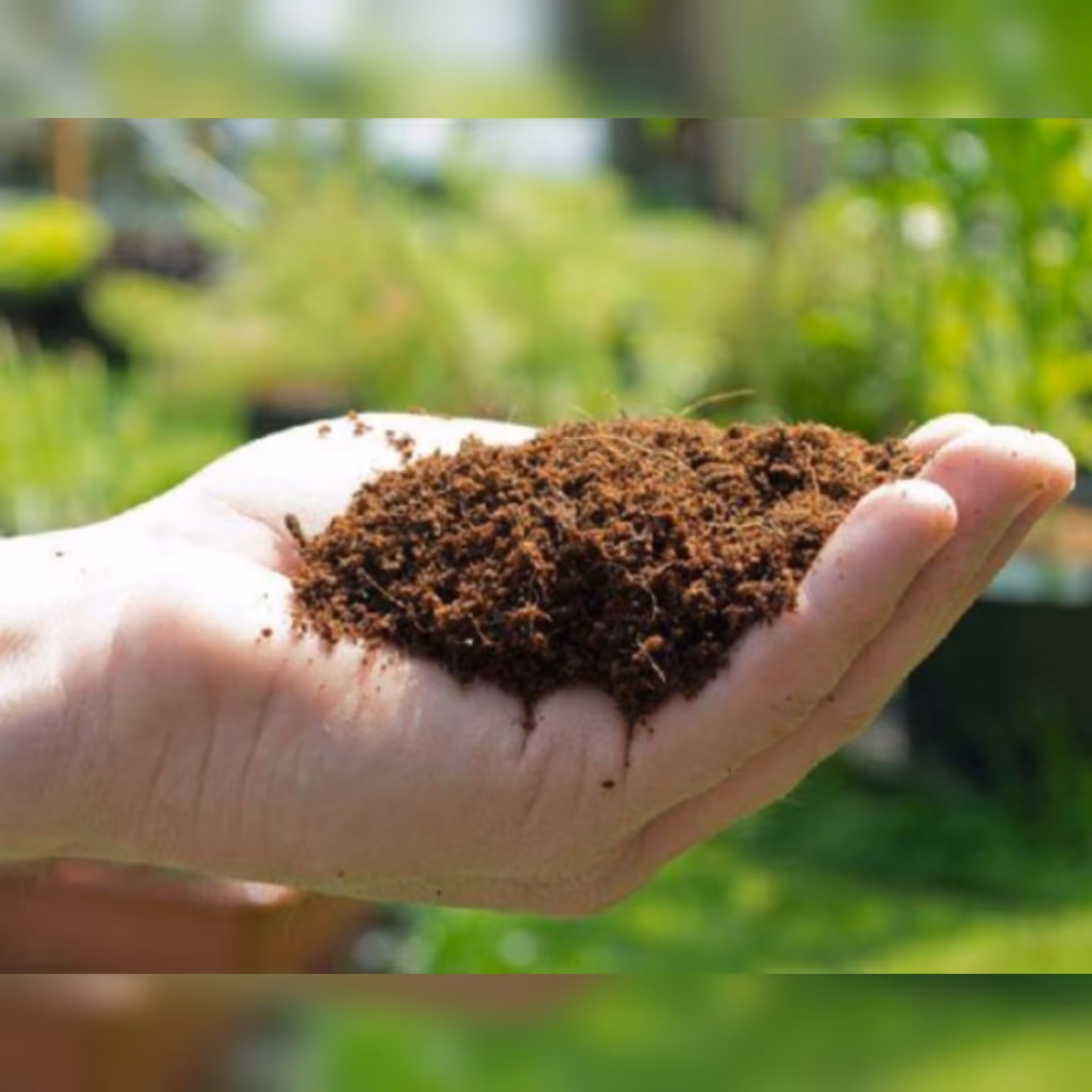 کوکوپیت سریلانکا پرورش گیاهان آپارتمانی ( 5 لیتری ) (پس کرایه)