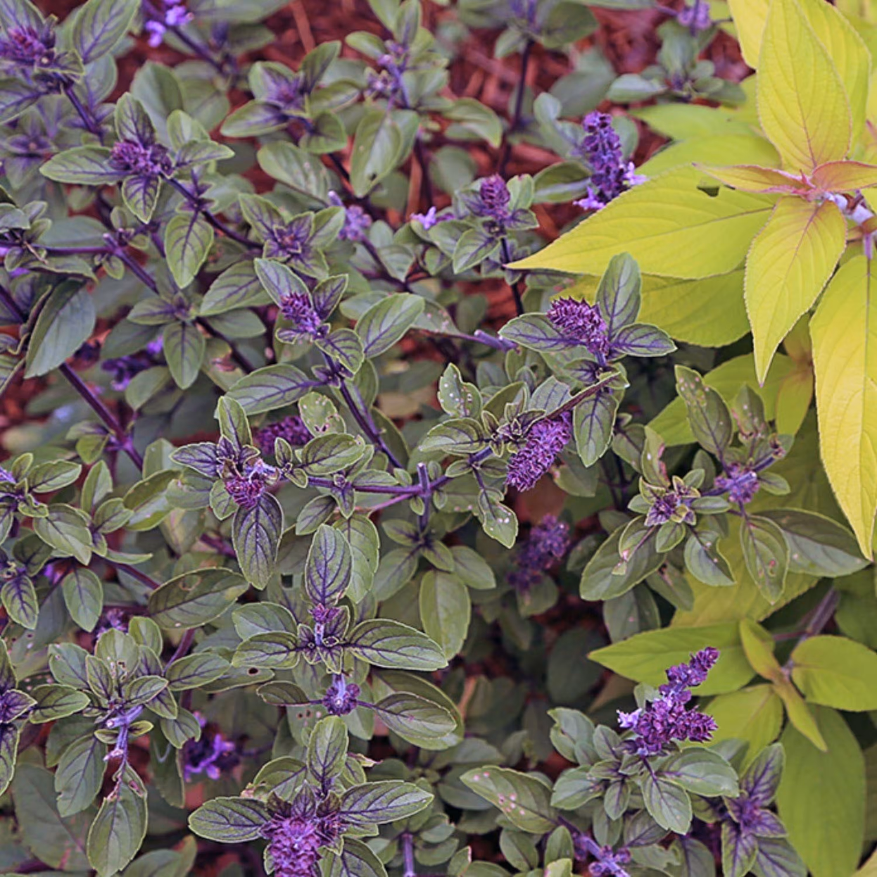 بذر تخم شربتی ( چیا )