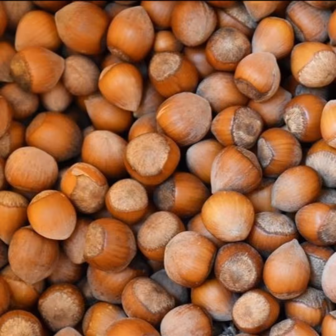 فندق اشکورات 