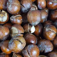 فندق خام 1 کیلویی درجه1