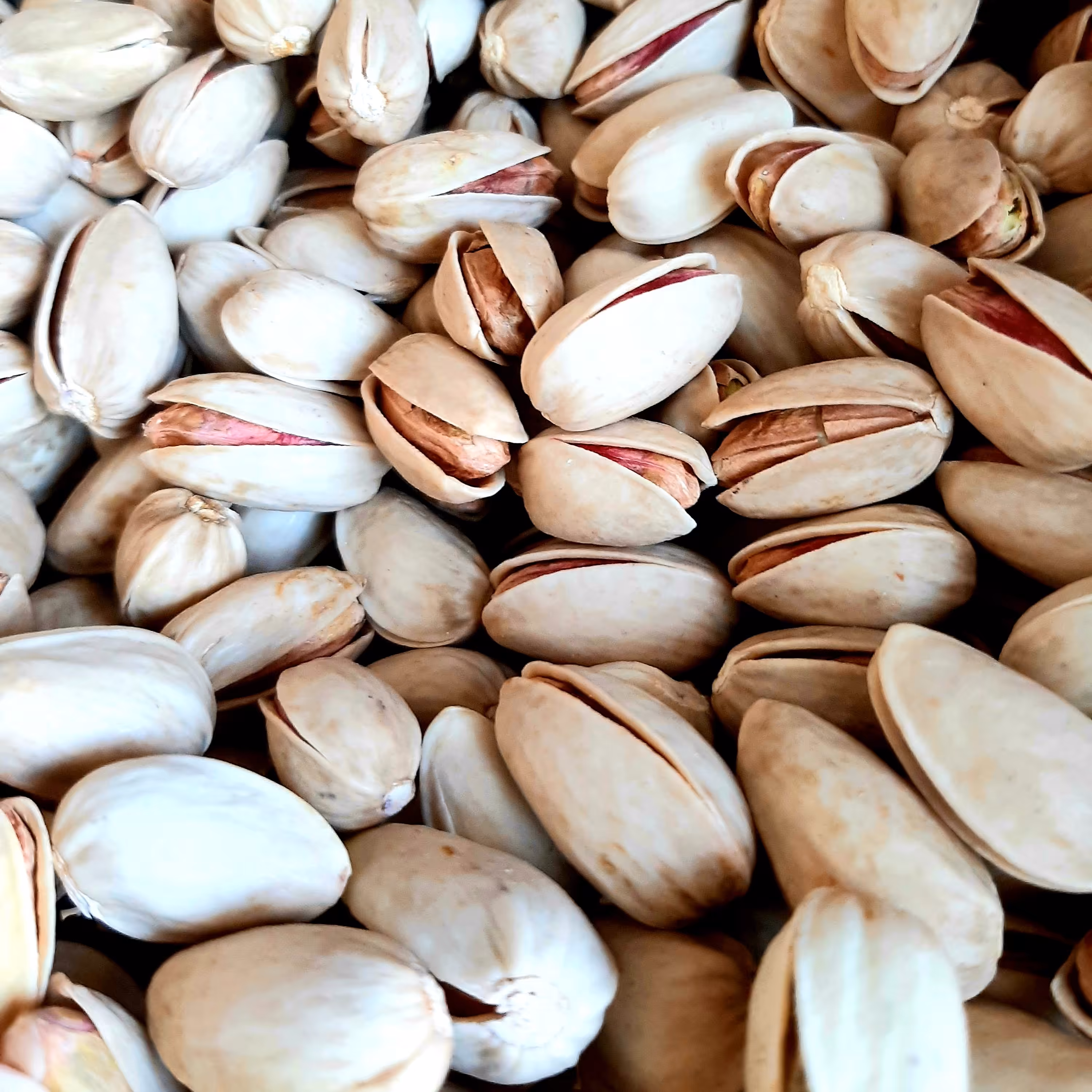 پسته اکبری خام درشت دستچین