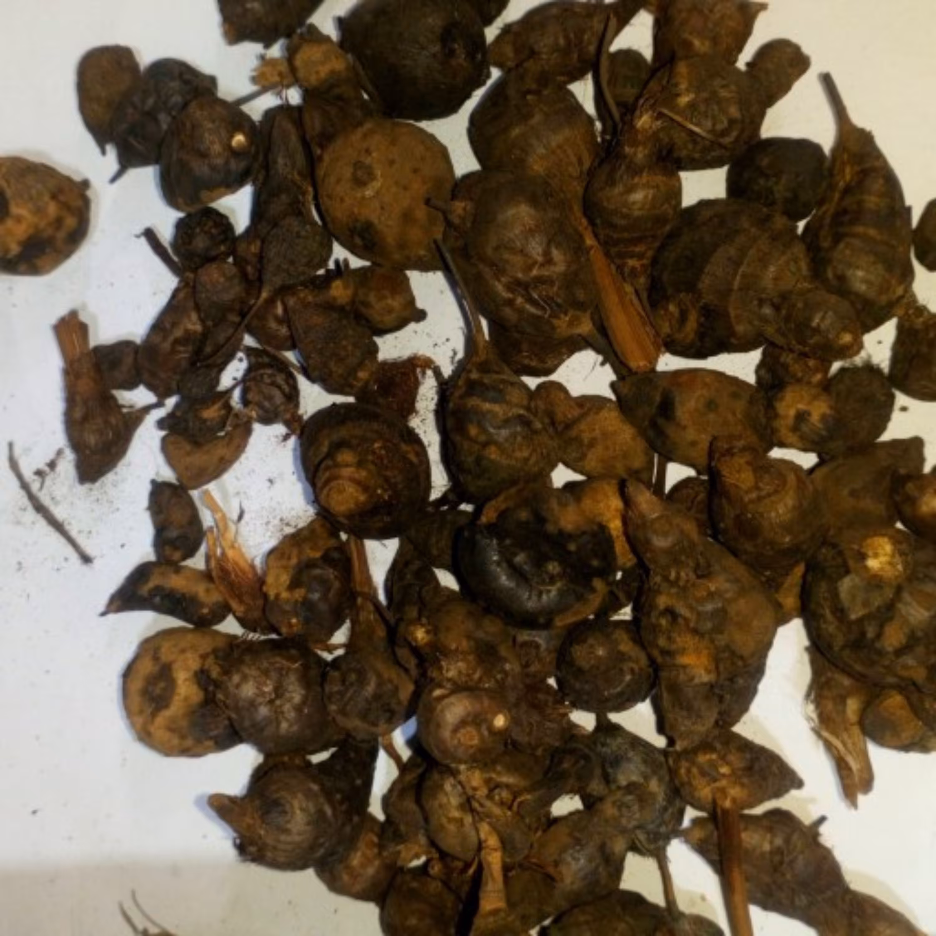 صعد کوفی 100 گرمی