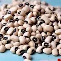 لوبیا چشم بلبلی یک کیلویی گیاهینو