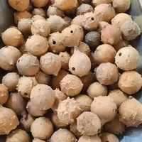 مازو درشت - 500 گرم