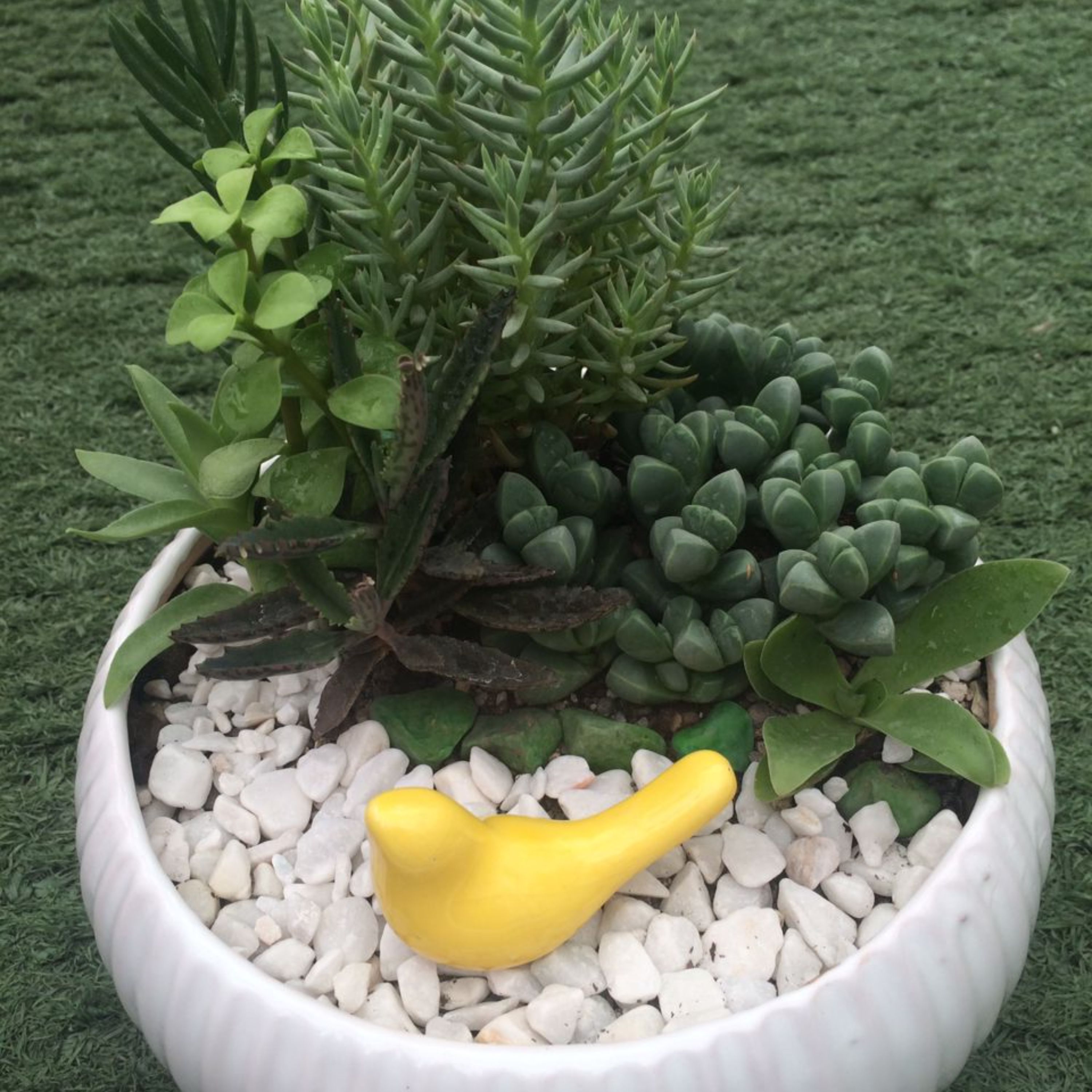 دیش گاردن سرامیکی
