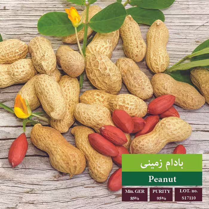بذر بادام زمینی - بذر طلایی رویان